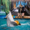 Дельфинарии, океанариумы в Томске